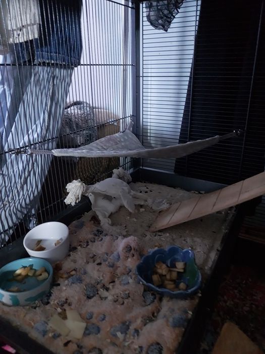 Szukam szczura samca sfinks fuzz wysylka