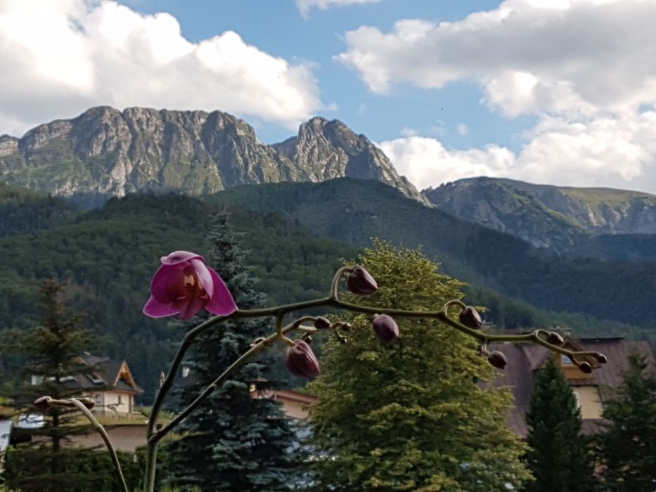 Zakopane Centrum . Widok na GÓRY