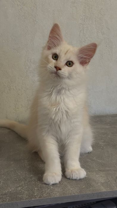 Хлопчик Мейн Кун