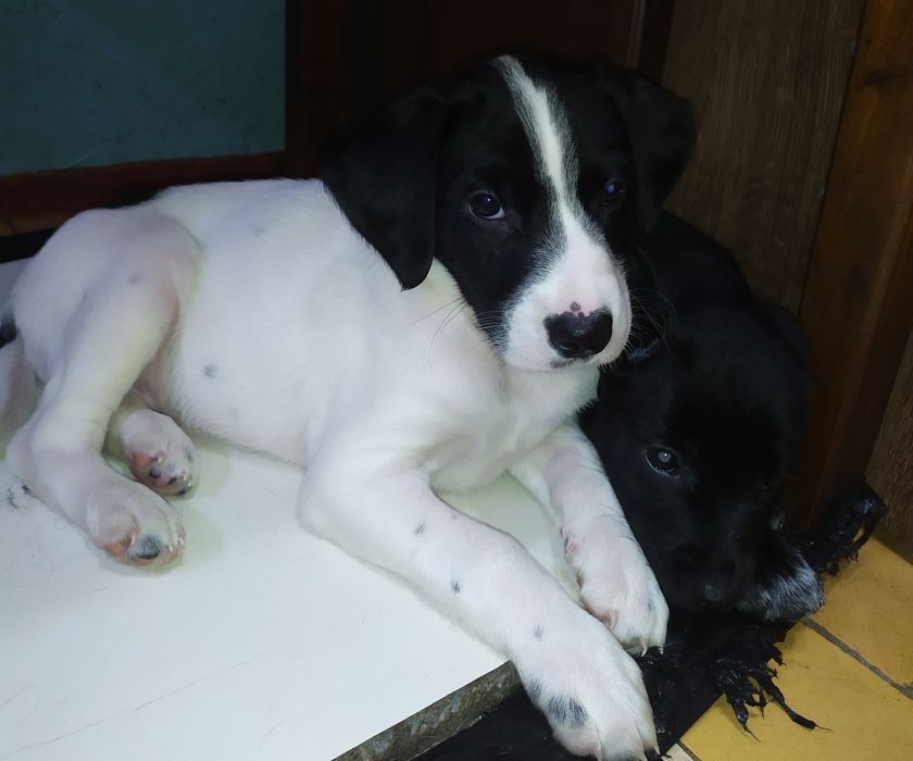 русский спаниель