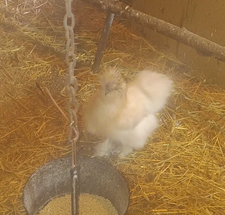 sprzedam kogutki kochin, silka