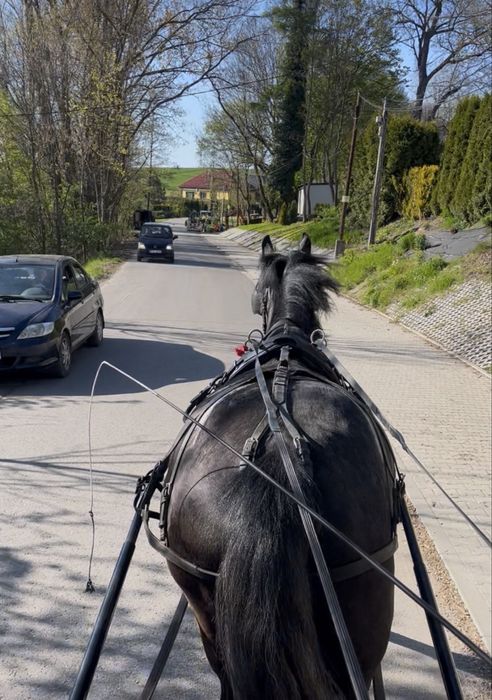 Klacz śląska z licencją