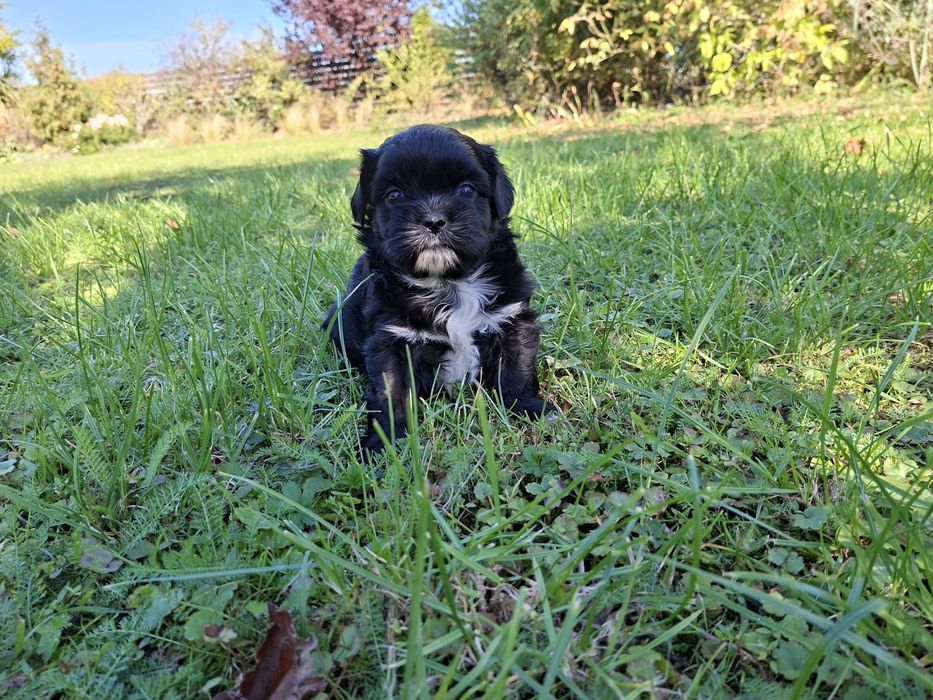 Shih-tzu piesek czarny