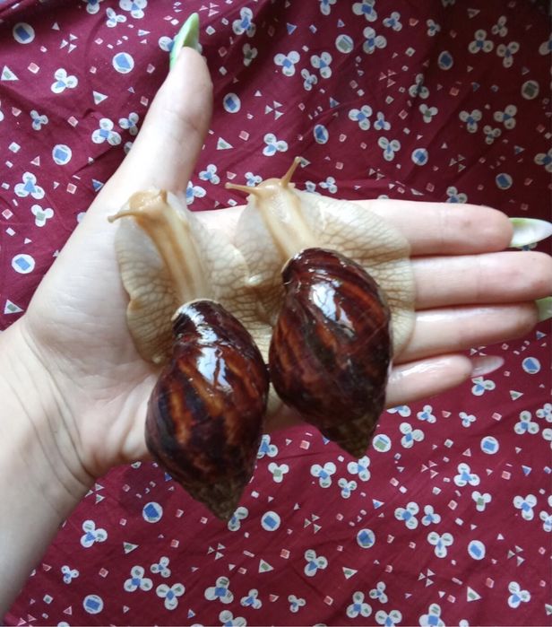 Улитки ахатина имакулята