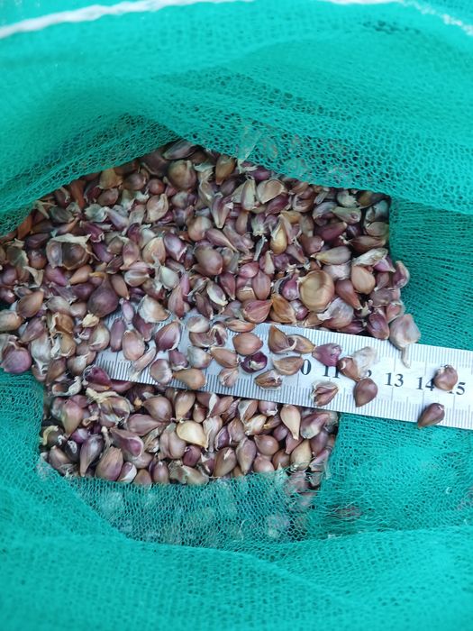 продам насіння часника воздушка любаша