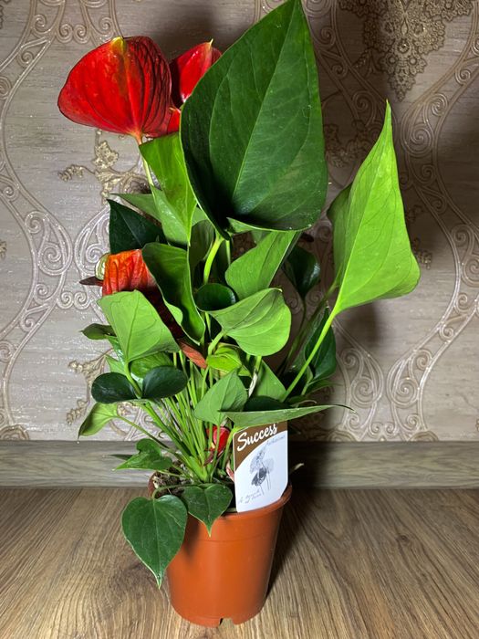 Антуріум червоний h 50 см