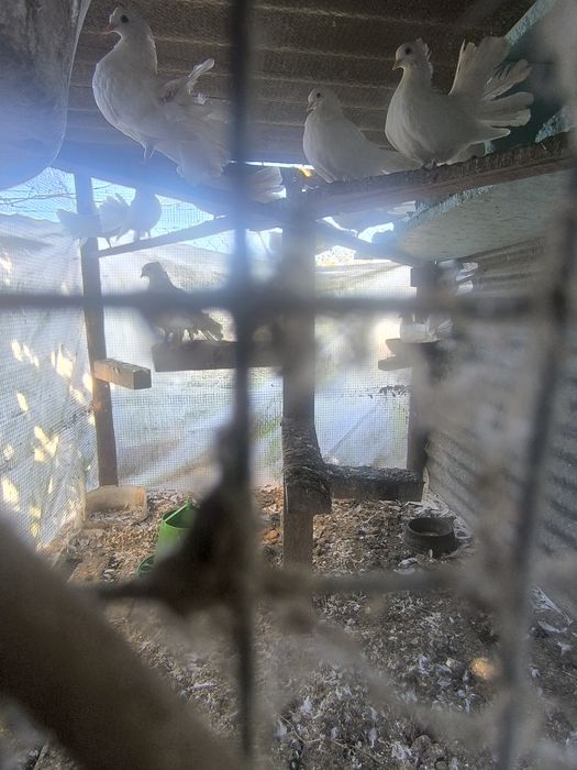 Pombos de leque brancos