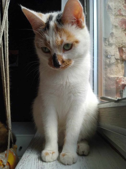 Matylda do adopcji.