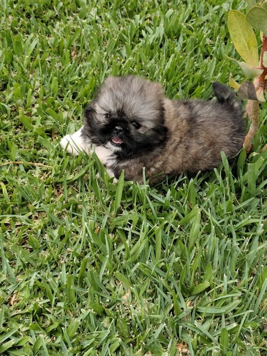 Shih-Tzu fêmea  disponível