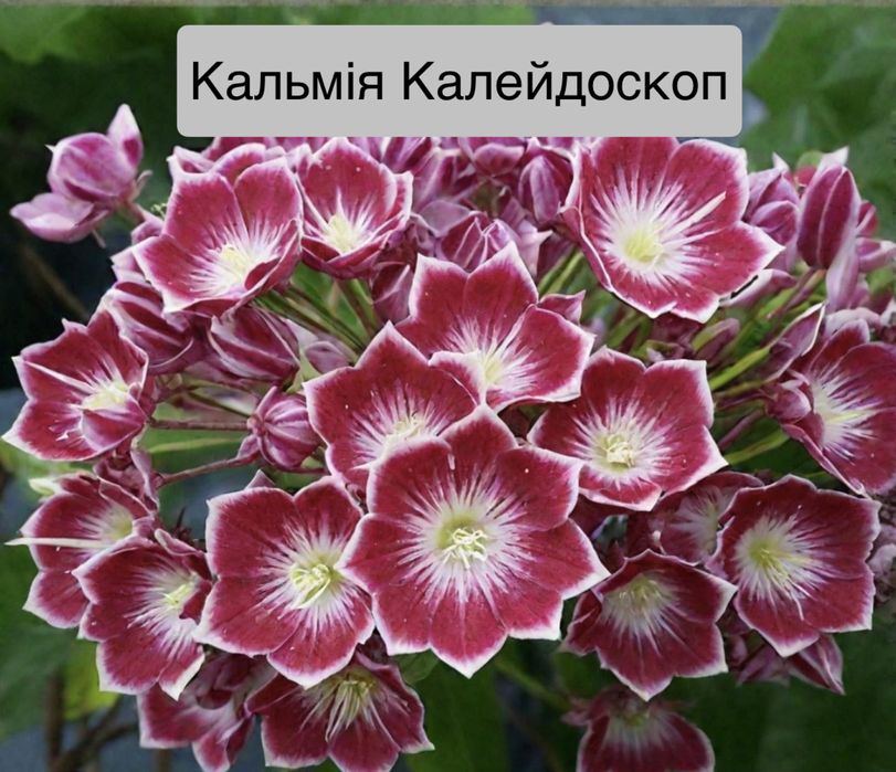 Рододендрон Азалія 11 сортів