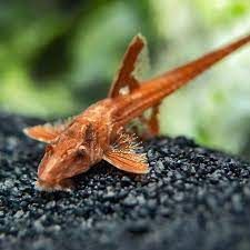 Лорикарія червона рибка акваріумна