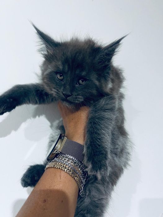 Kocięta Maine Coon rodowód FPL koty kocury