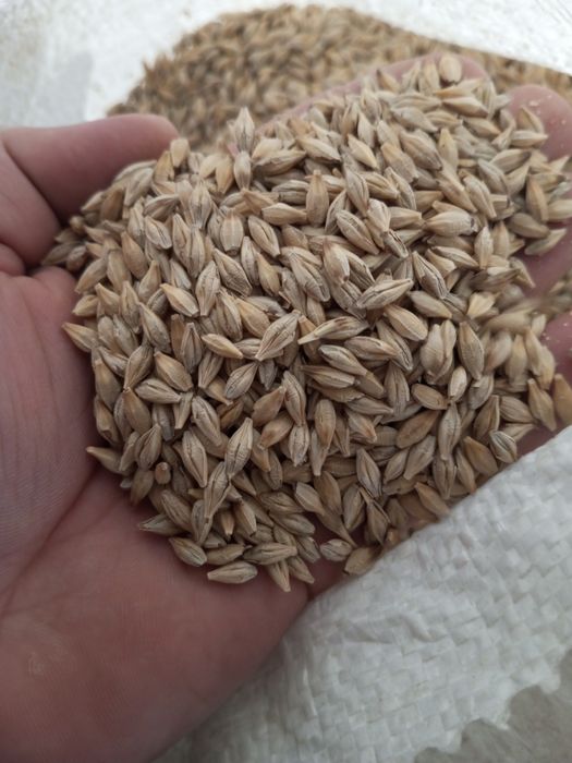 Продам Насіння Ярого Ячменю, Овесу, Соняшника, Кукурудзи та Інших Ярих