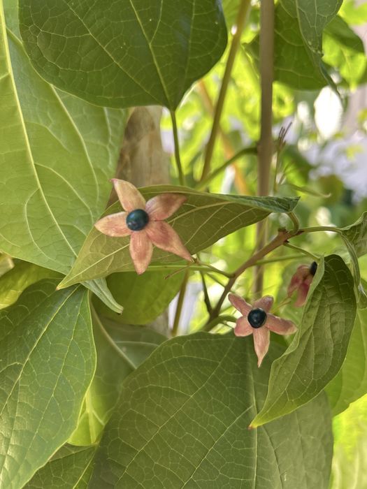 Clerodendrum trichotomum – Clerodendro-do-Japão – 1,80 m – exemplar adulto em vaso, 2 troncos, com floração/frutificação.