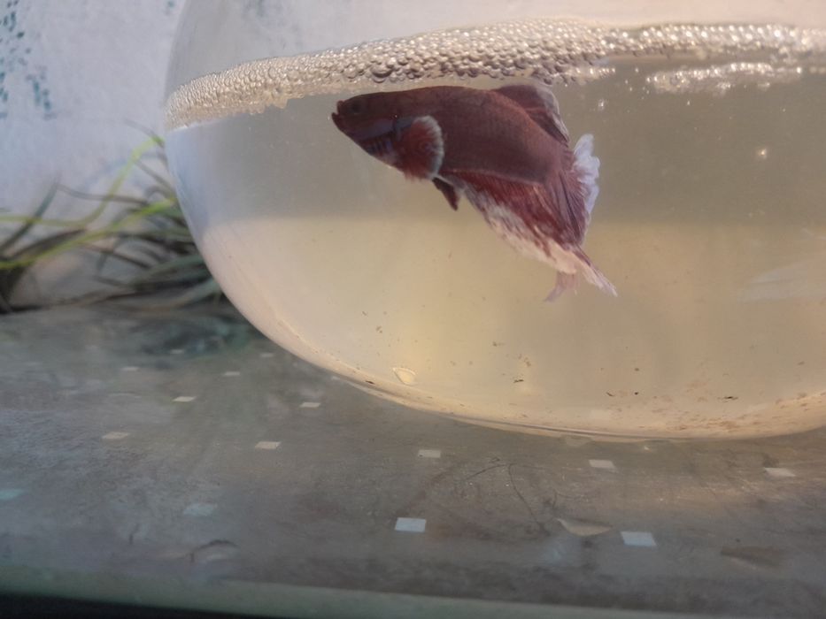 Betta juvenis disponíveis para venda