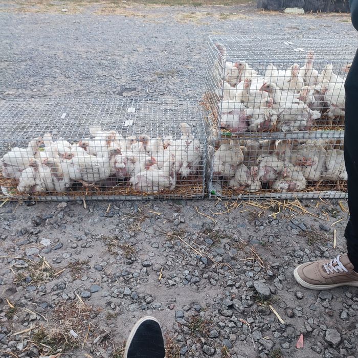 Бройлер курча табака