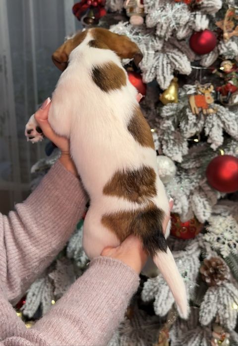 Найкращий малюк Джек Рассел терʼєра