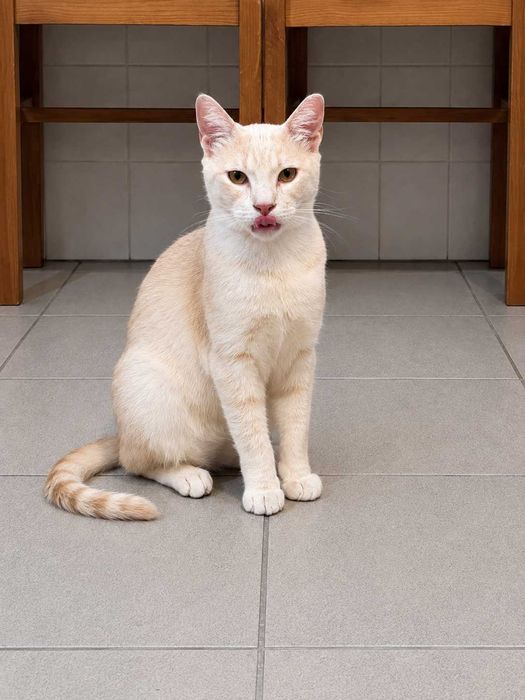 CASTRADO | Gato Juvenil para Adoção Responsável | Negativo a FIV e a FELV
