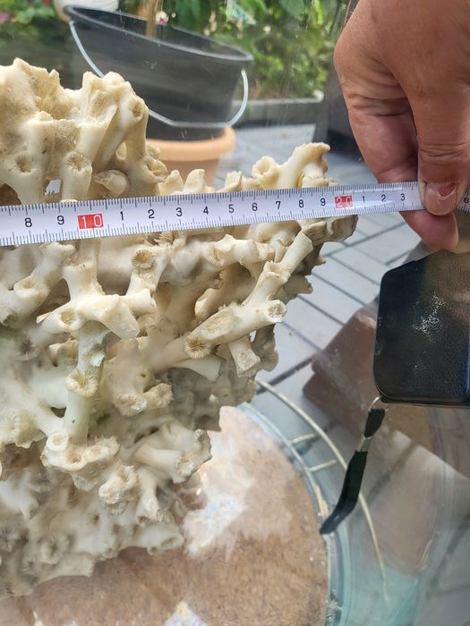 NOWA NIŻSZA CENA Akwarium tuba 70 cm