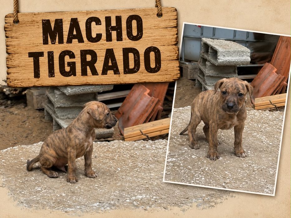 Pitbull bebes amstaff