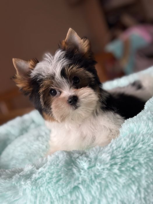 Хлопчик бівер йорк красень