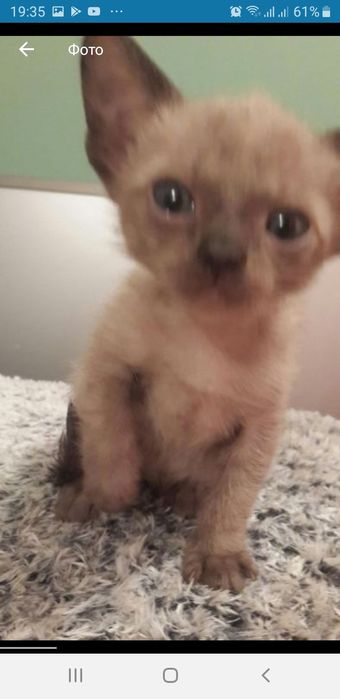 Бурманские котята (бурма)