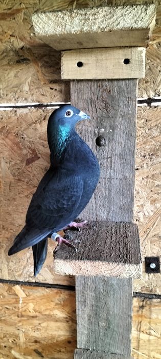 Gołębie pocztowe: tygrysy i mulemansy