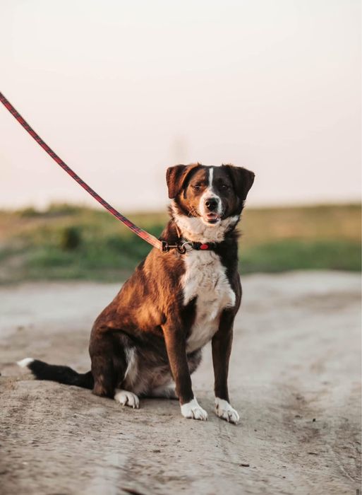 Отдаем бесплатно в добрые руки