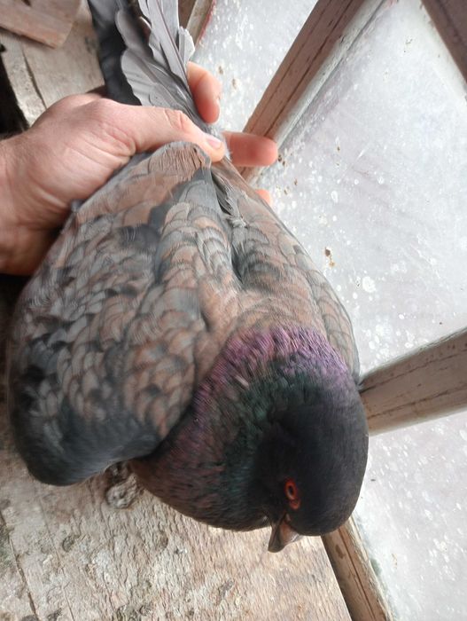 Gołębie pocztowe i Kingi