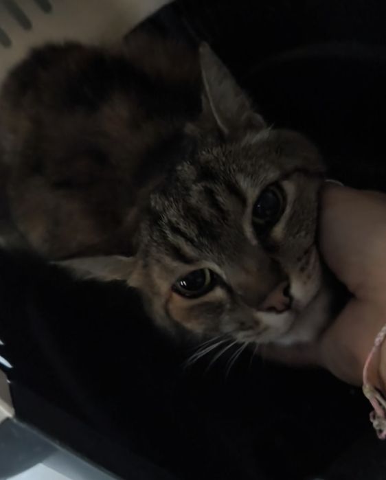 Adoção ou acolhimento para não voltar para a rua :( Gata JOVEM e MEIGA