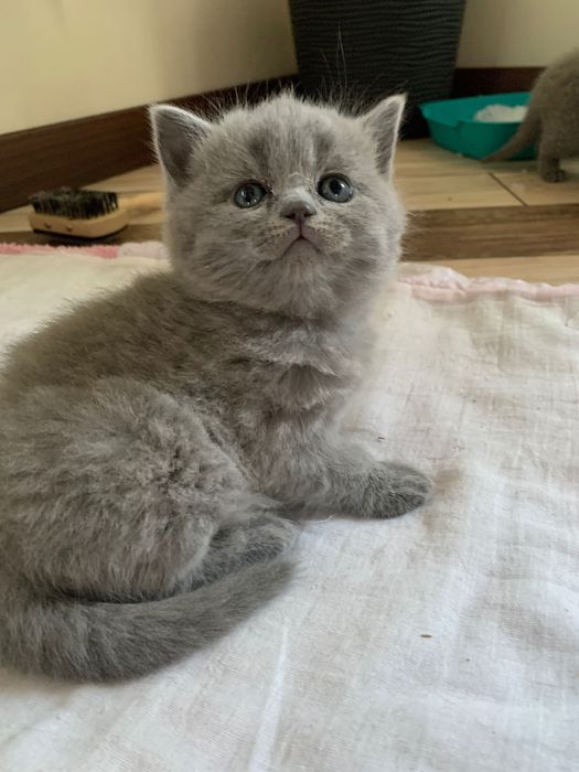 Британські кошенята