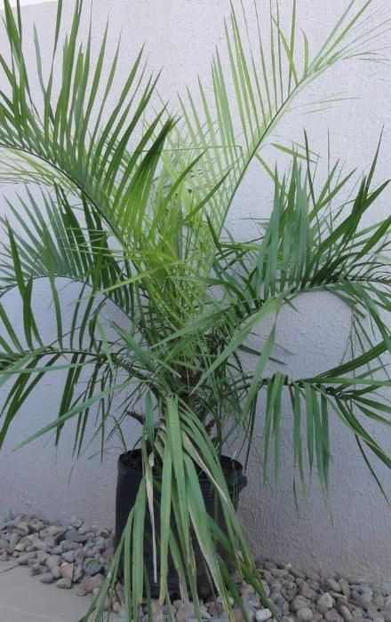 Palmeiras butia capitata