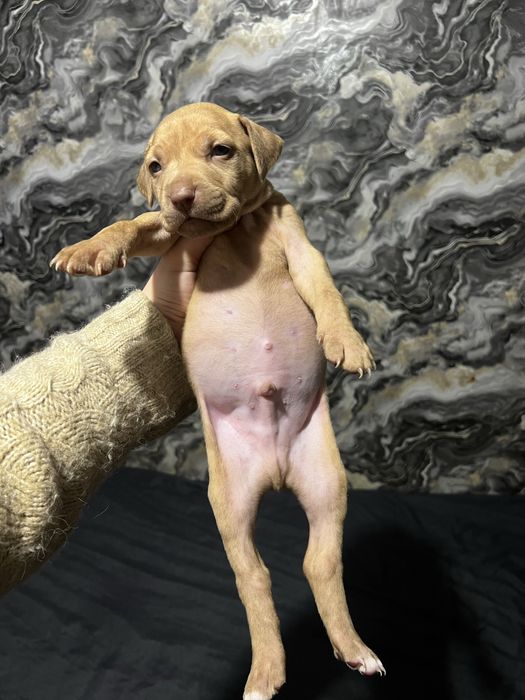 Питбуль красноносый чыстокровный