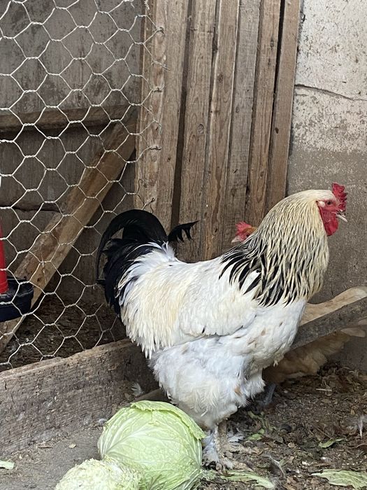 Galo brahma para venda