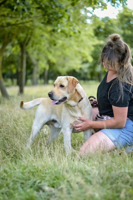2 letni psiak w typie labradora szuka kochajego Domu!