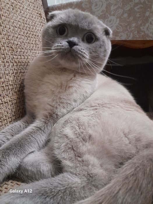 Шукаю кицю для в'язки