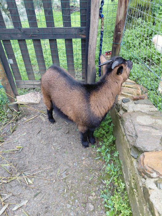 Cabrinhas Anãs para venda ou troca.