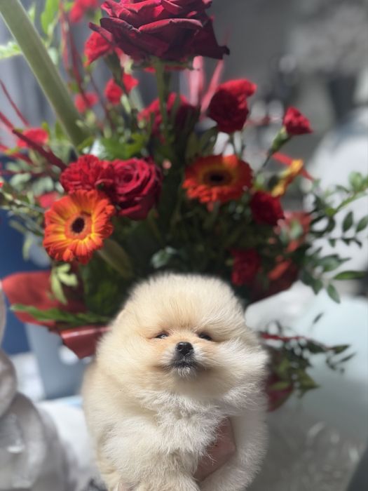 Szpic Miniaturowy Pomeranian