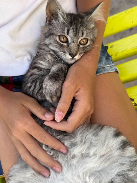 Котеня, дівчинка, 5 місяців