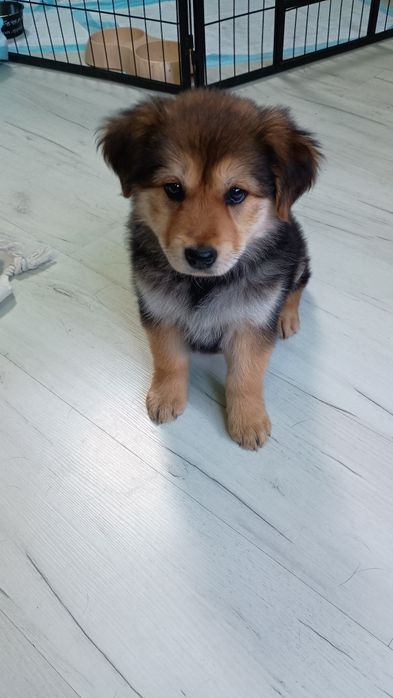 Beza młoda puchata dama do adopcji