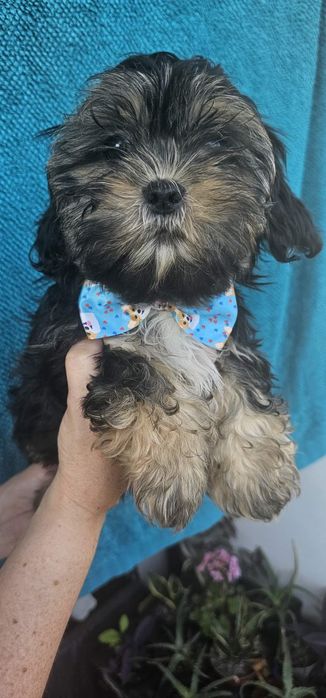 Piesek Shih Tzu z Rodowodem