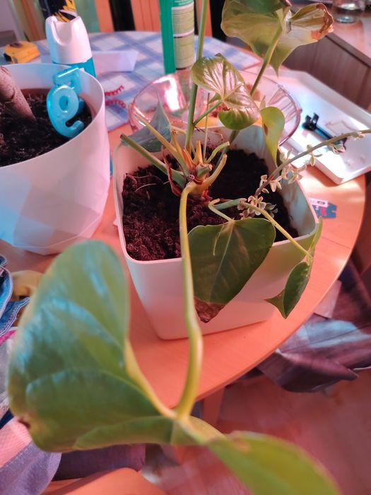 Plantas ornamentais