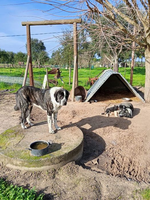 Rafeiros alentejanos