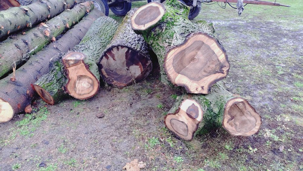 Drzewo Orzecha Klocki/Kłody