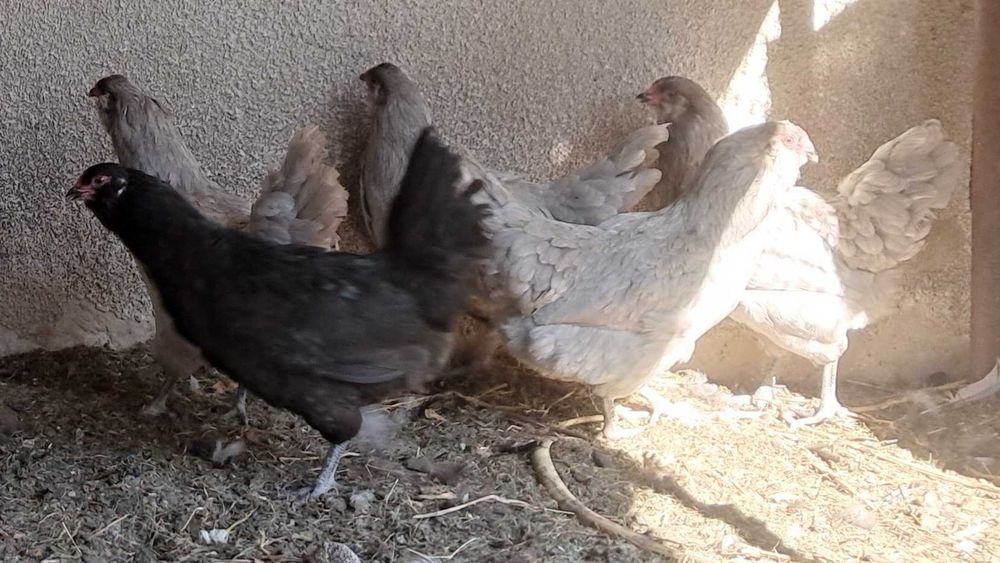 Амераукана інкубаційні яйця, курчата під замовлення