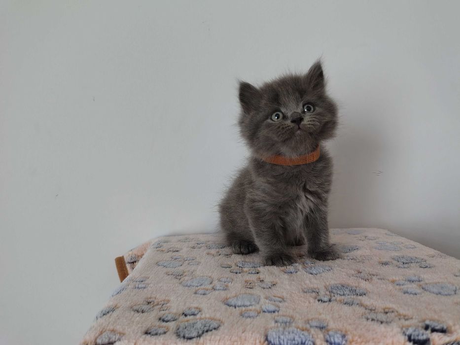 Kotek Brytyjski Długowłosy – niebieski – rodowód