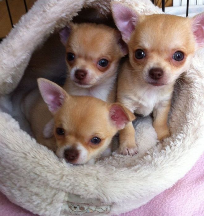 Подарки к РОЖДЕСТВУ .