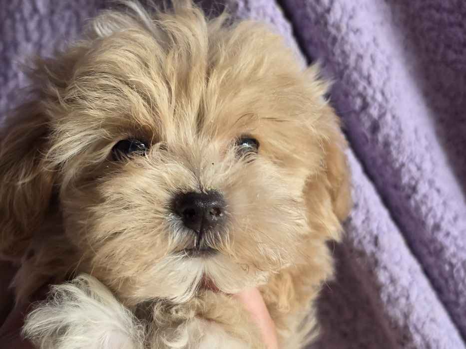 Maltipoo  z metryką