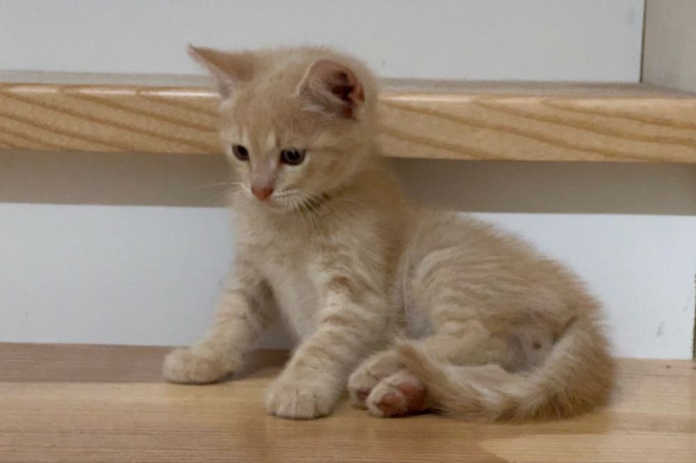 Гарнюнька рижий котит
