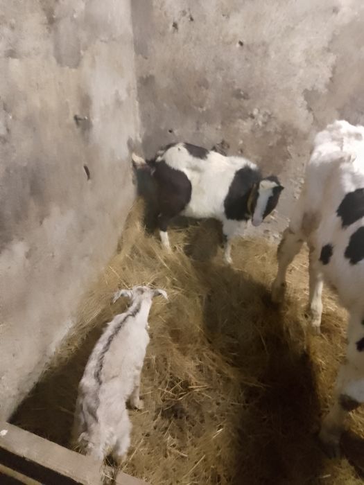 Koza z kuzką sprzedaż